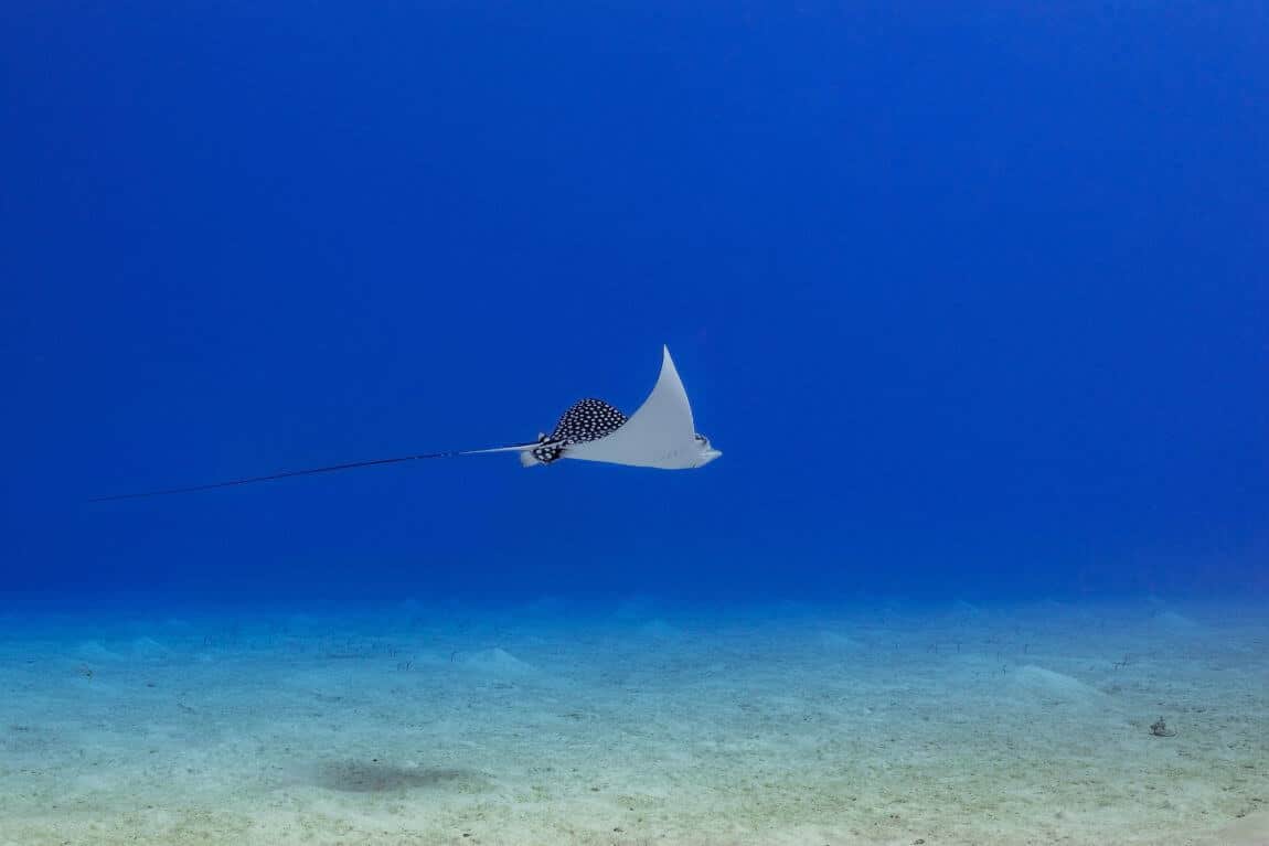 Eagle Ray