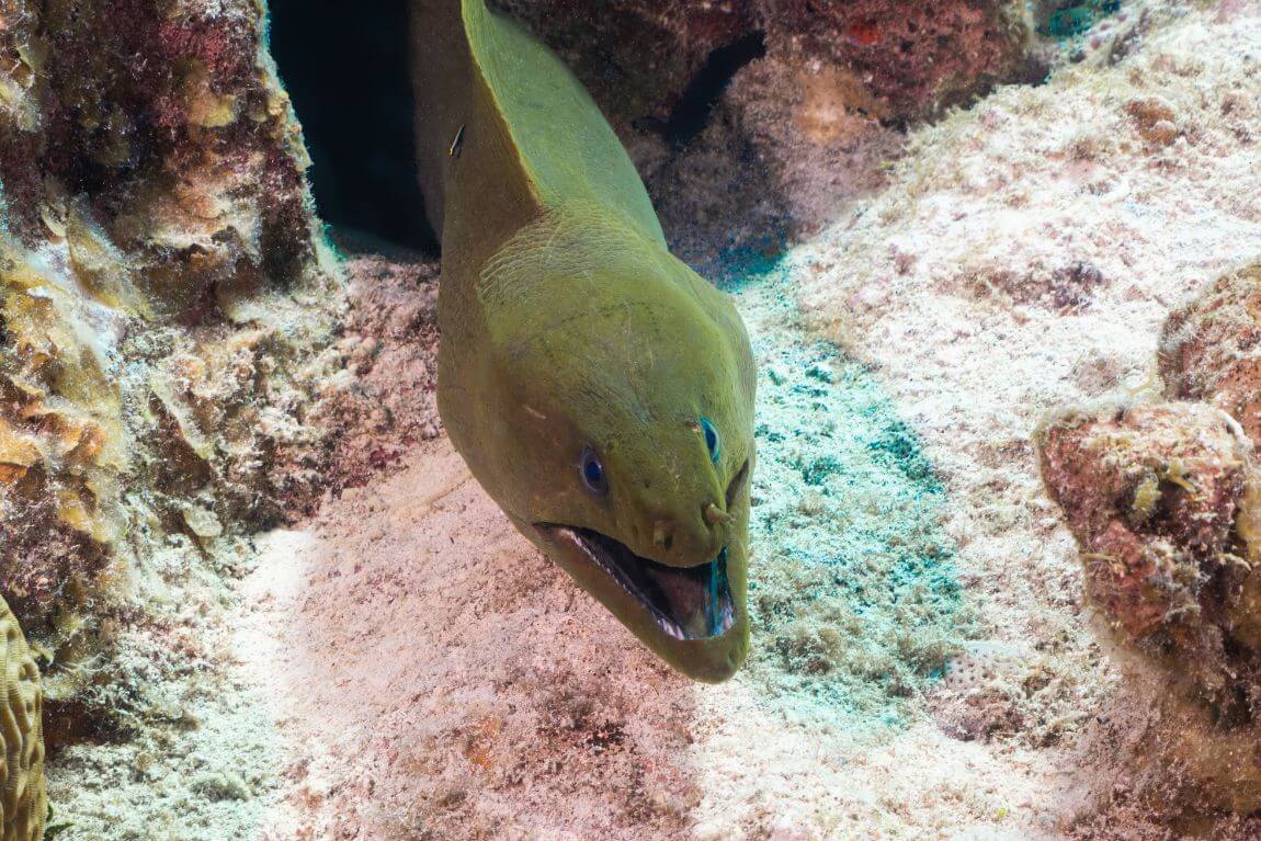 Green Moray Eel