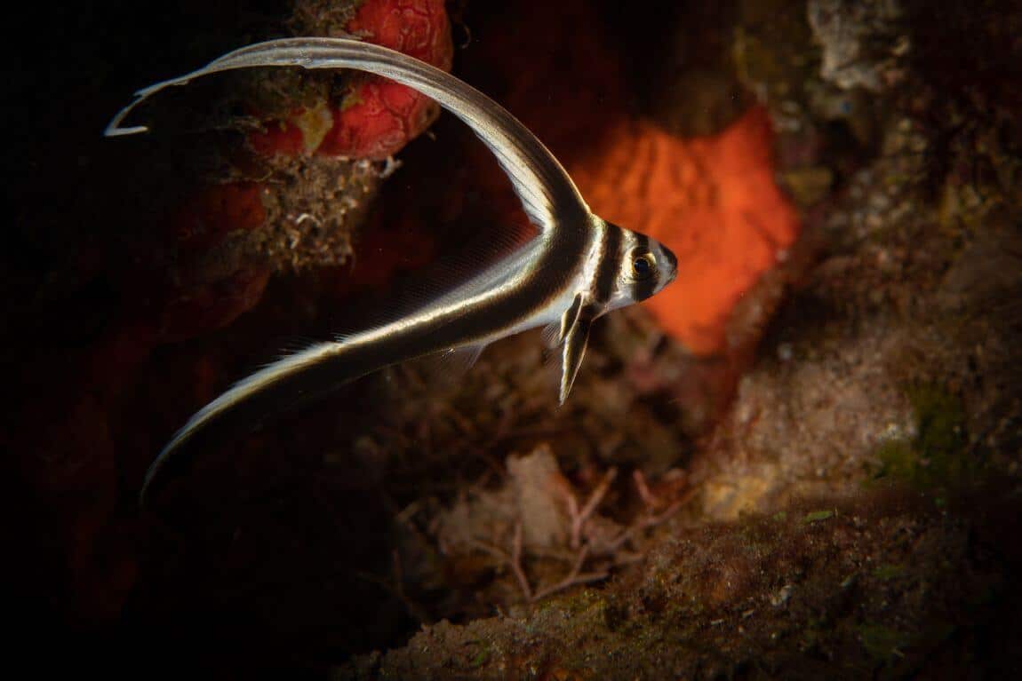 Juvenile Spotted Drum