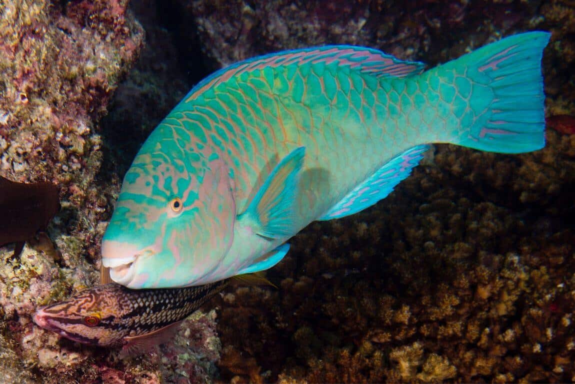 Parrot Fish