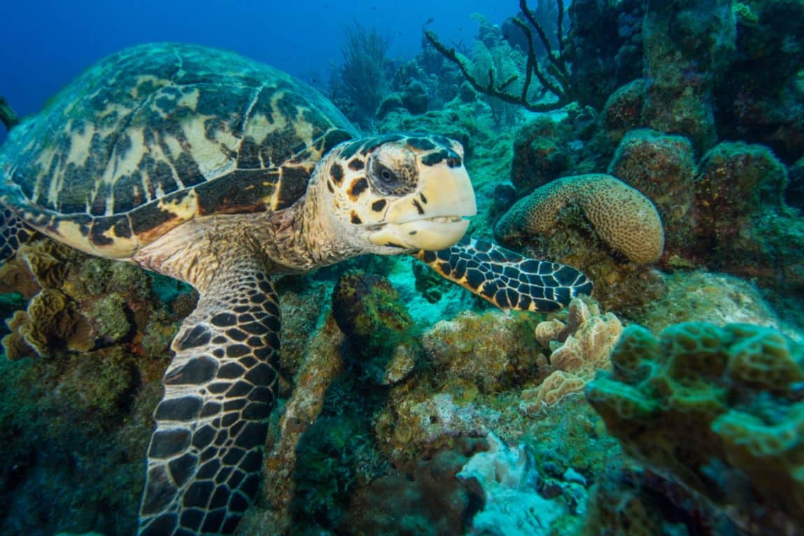 Sea Turtle