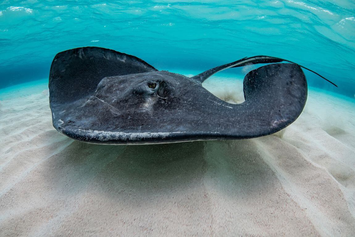 Southern Stingray